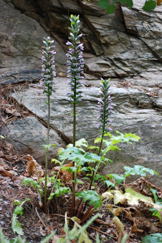 Acanthus mollis